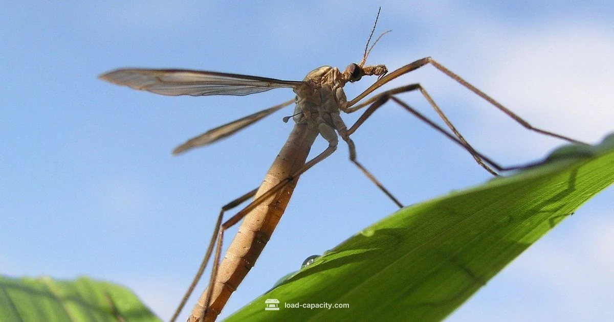 Spider Crane Capacity - Load Capacity