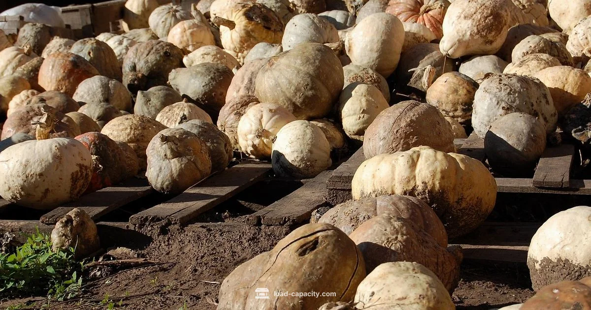 Carrying Capacity Size - Load Capacity