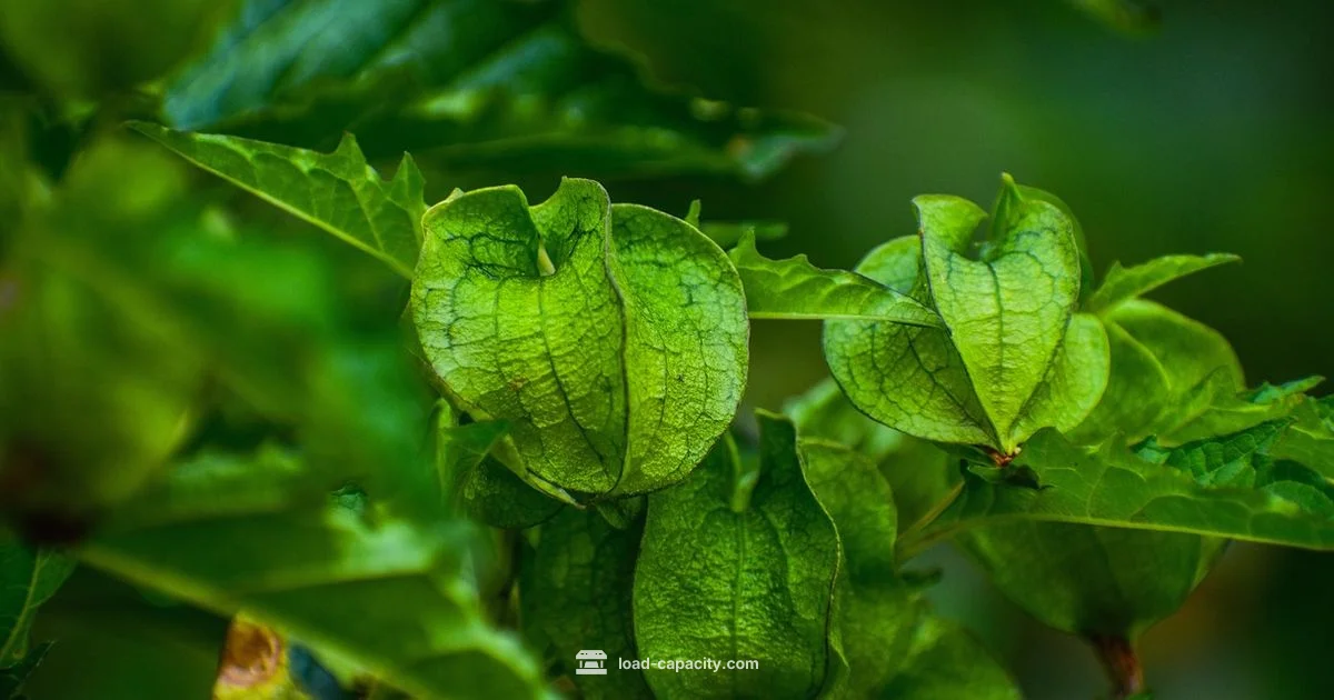 Ecosystem Carrying Capacity - Load Capacity